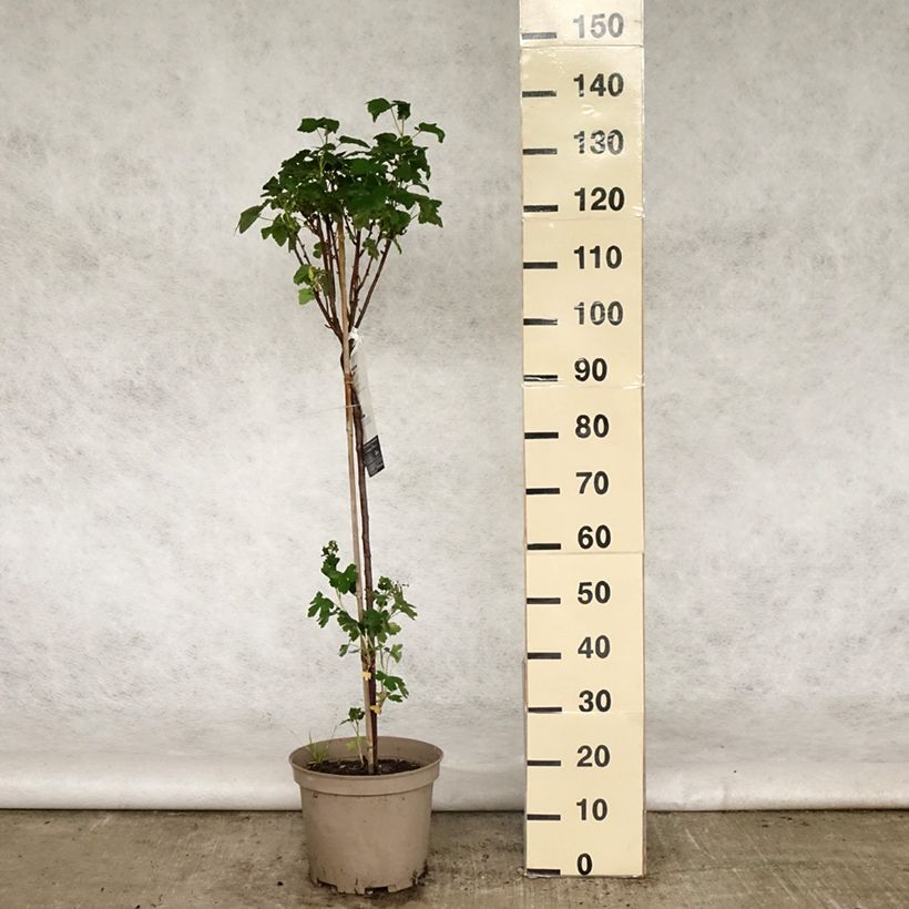 Spécimen de Cassissier Delbard Robusta - Ribes nigrum Pot de 7,5L/10L, 1/4 de tige tel que livré au printemps