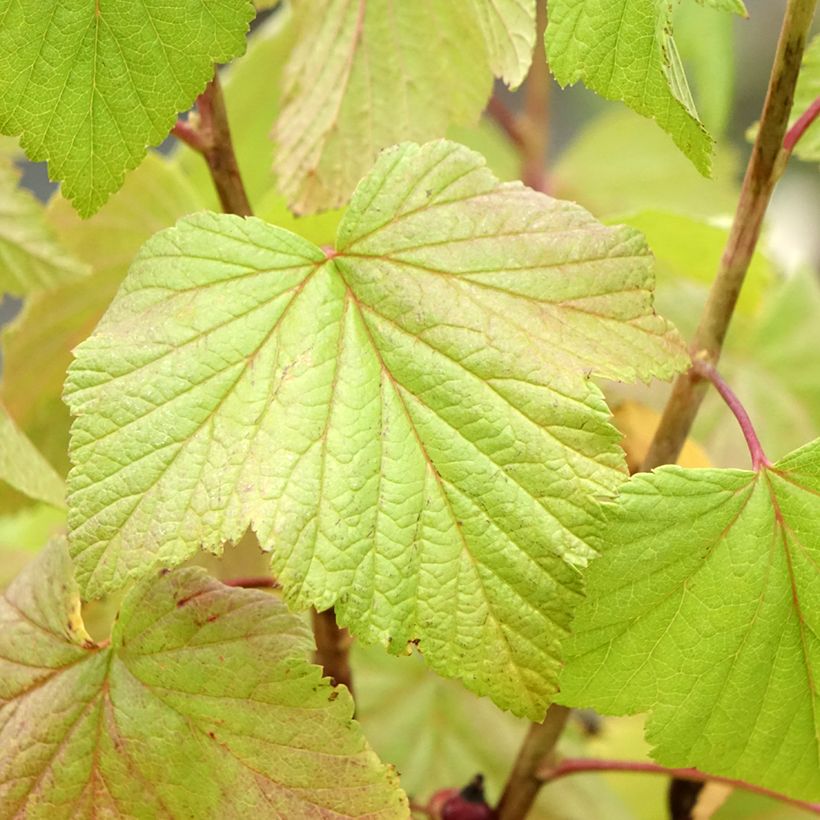 Cassissier Géant de Boskoop (Foliage)