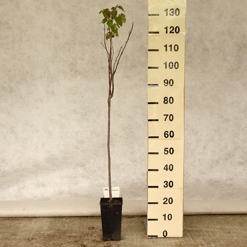 Spécimen de Cassissier Titania Pot de 1,5L/2L, Tige, Tige de 90cm tel que livré en été