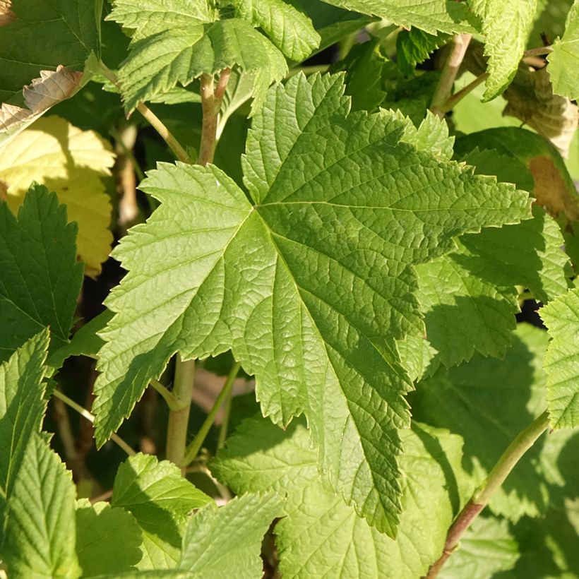 Cassissier Triton (Feuillage)