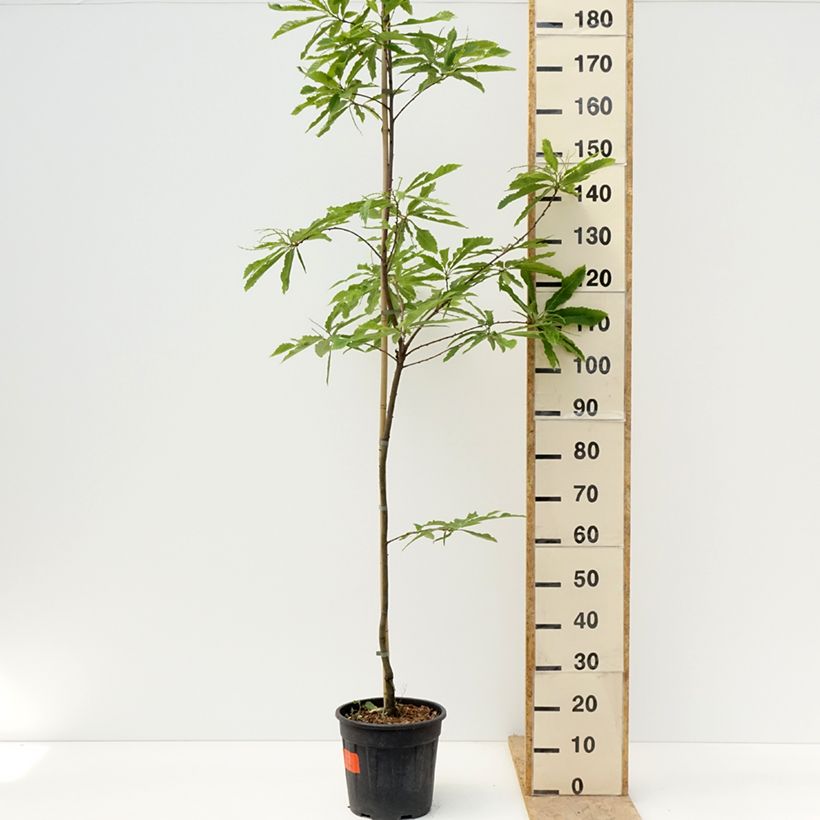 Spécimen de Castanea sativa Aspleniifolia - Châtaignier à feuille de fougère Pot de 7,5L/10L, Tige tel que livré au printemps