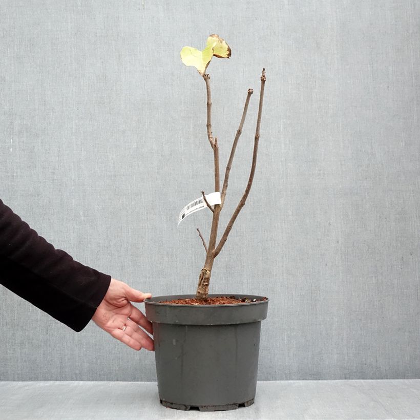 Spécimen de Catalpa bignonioides Aurea - Catalpa doré Pot de 4L/5L tel que livré en automne