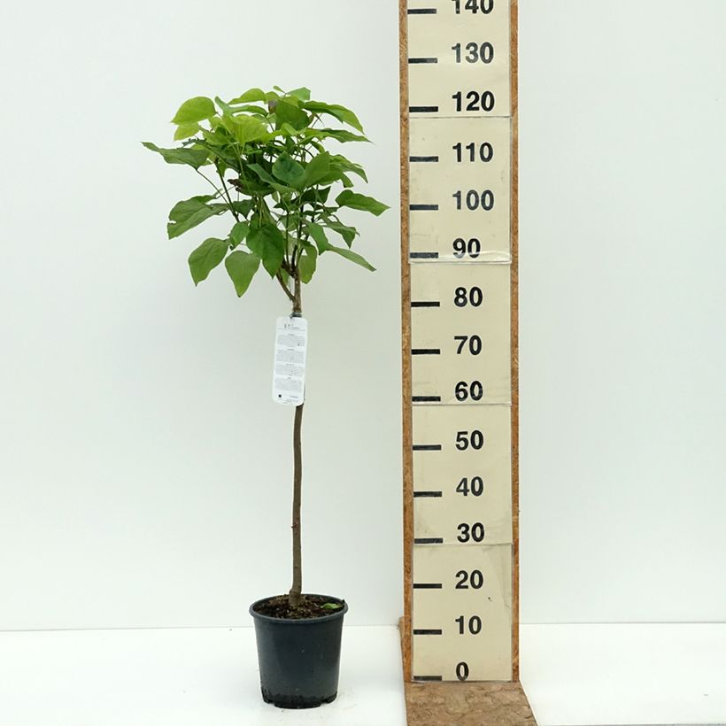 Spécimen de Catalpa bignonioides Nana - Catalpa boule Pot de 3L/4L, Tige tel que livré en été
