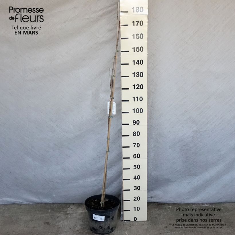 Example of Catalpa speciosa Pulverulenta - Catalpa élégant Pot de 7,5L/10L as you get in printemps