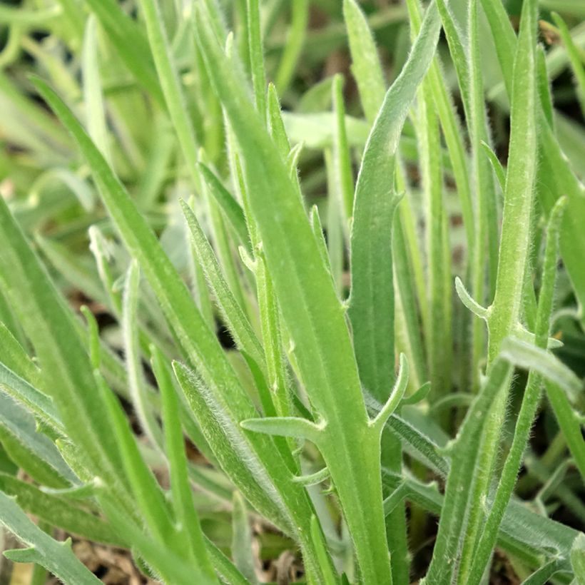 Catananche caerulea Alba - Cupidone blanche (Feuillage)