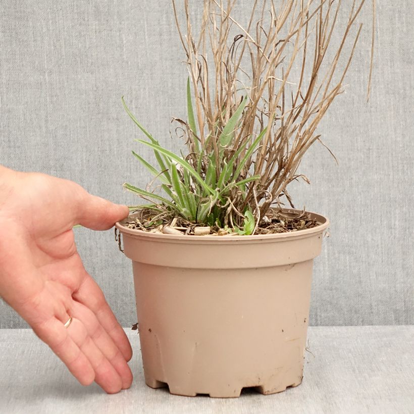 Spécimen de Catananche caerulea - Cupidone Pot de 2L/3L tel que livré en été