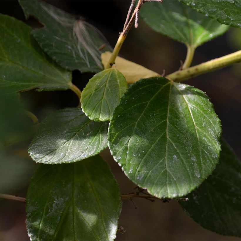 Céanothe arboreus Trewithen Blue (Feuillage)