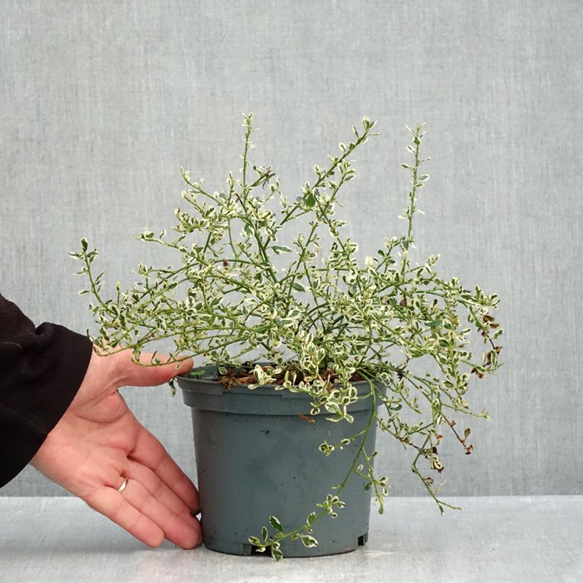 Spécimen de Céanothe impressus Cool Blue - Lilas de Californie Pot de 1,5L/2L tel que livré en automne
