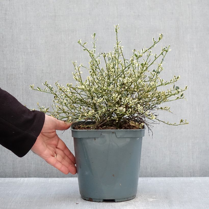 Spécimen de Céanothe impressus Cool Blue - Lilas de Californie Pot de 4L/5L tel que livré en hiver