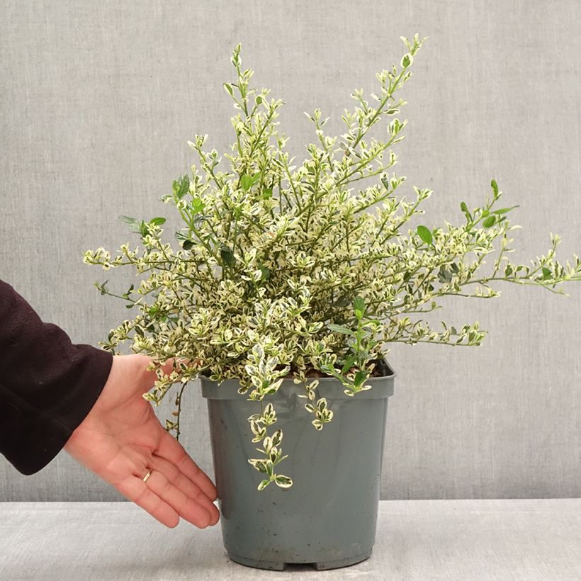 Spécimen de Céanothe impressus Cool Blue - Lilas de Californie Pot de 4L/5L tel que livré au printemps