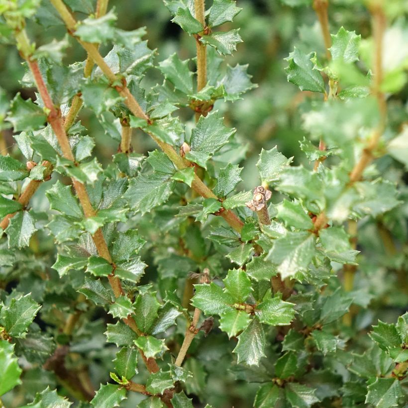 Céanothe impressus Puget Blue - Lilas de Californie (Feuillage)
