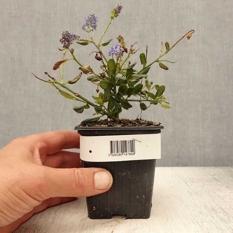 Spécimen de Ceanothus Italian Skies - Lilas de Californie Godet de 8/9 cm tel que livré au printemps