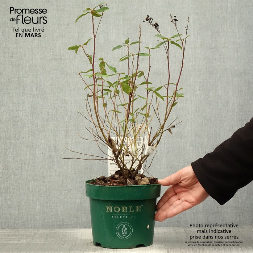 Spécimen de Céanothe pallidus Marie Blue (Marie Bleue) - Céanothe caduc Pot de 3L/4L tel que livré au printemps