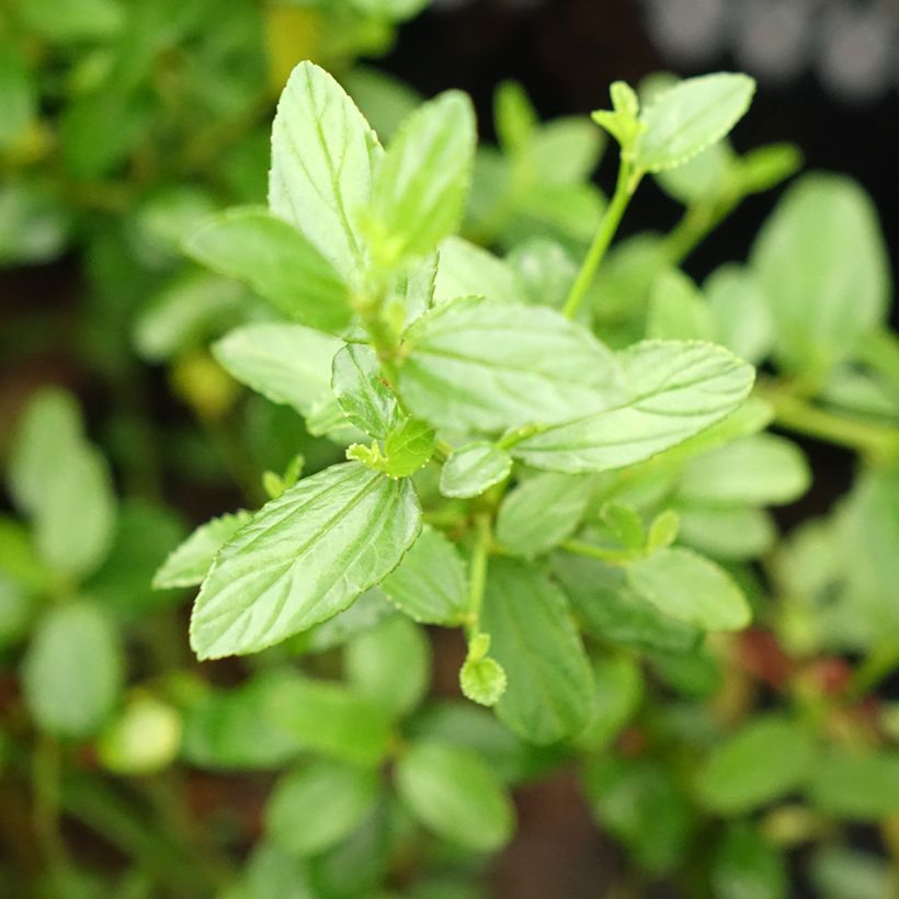 Céanothe Snow Flurries - Lilas de Californie (Feuillage)
