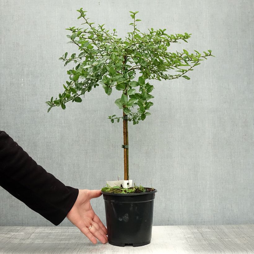 Spécimen de Céanothe (x) Blue Mound Pot de 3L/4L, Tige, Tige de 50 cm tel que livré en automne