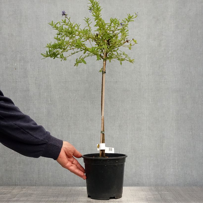 Spécimen de Céanothe (x) Blue Mound Pot de 3L/4L, Tige, Tige de 50 cm tel que livré au printemps