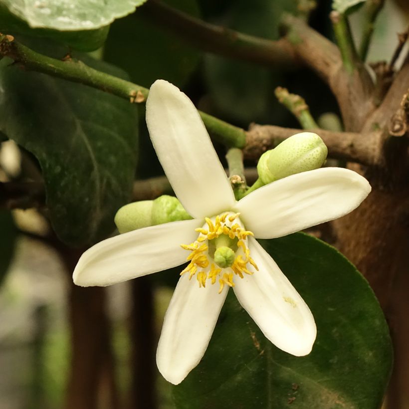Cédratier - Citrus medica (Floraison)