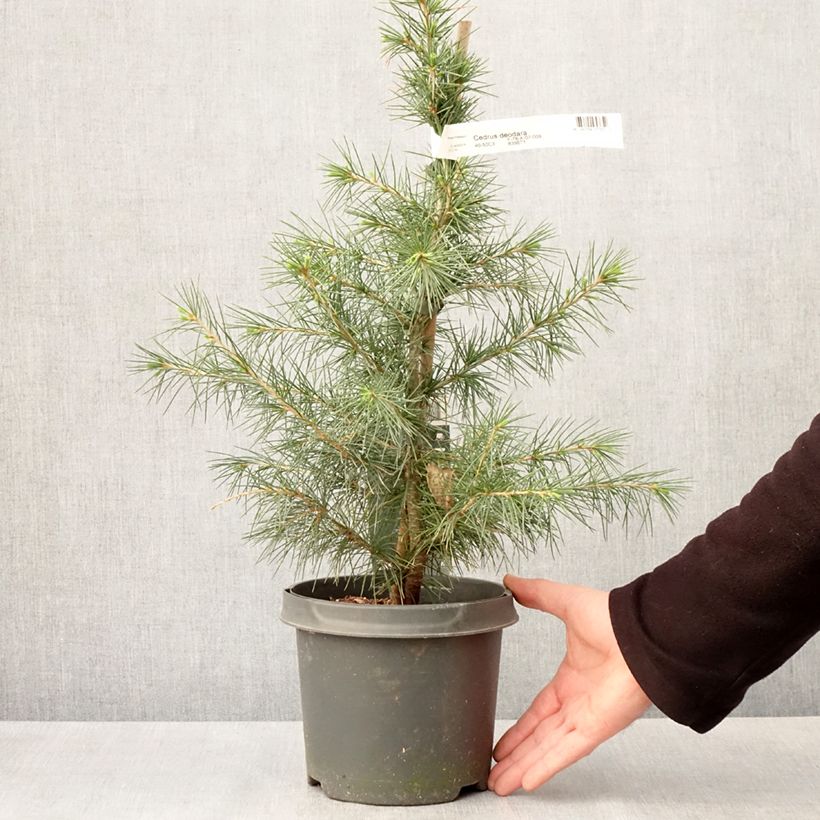 Example of Cèdre de l'Himalaya - Cedrus deodara Pot de 3L/4L as you get in printemps