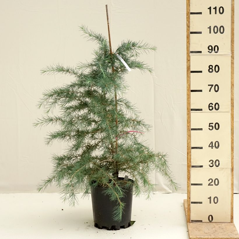 Example of Cèdre de l'Himalaya Pendula - Cedrus deodara Pot de 7,5L/10L as you get in printemps