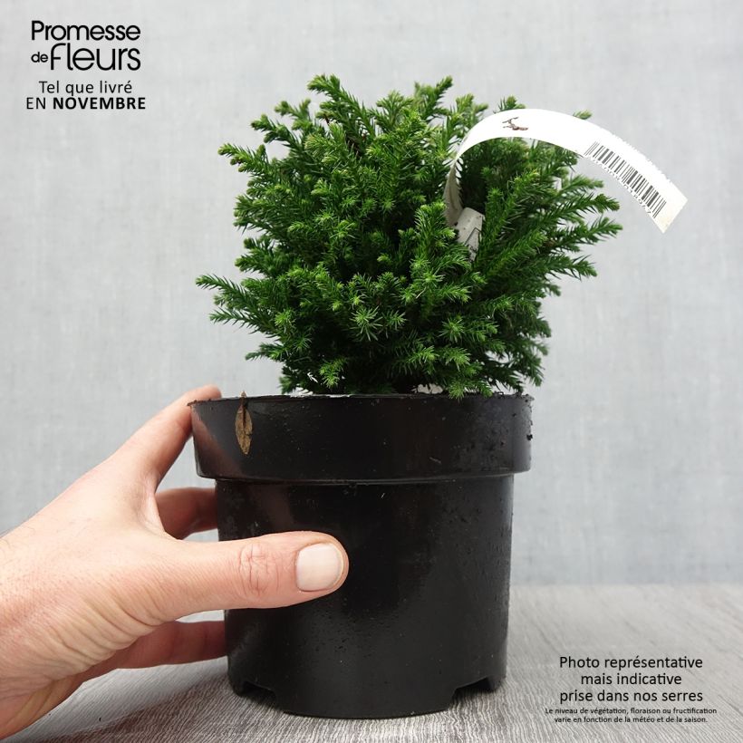 Spécimen de Cryptomeria japonica Green Pearl - Cèdre du Japon Pot de 2L/3L tel que livré en automne