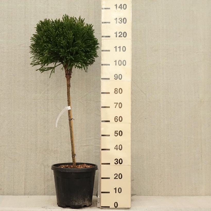 Spécimen de Cryptomeria japonica Globosa Nana - Cèdre du Japon  Pot de 12L/15L, Tige, Tige de 80 cm tel que livré au printemps