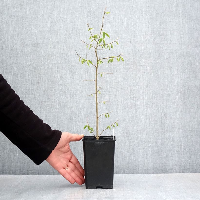 Spécimen de Celtis australis - Micocoulier de Provence Godet de 8/9 cm tel que livré au printemps