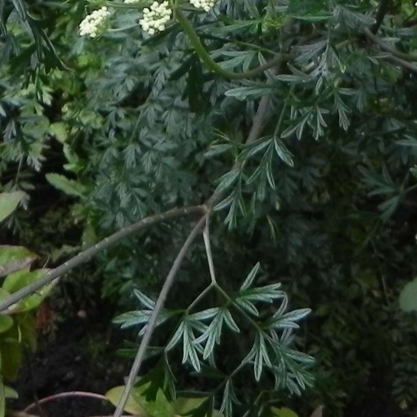 Cenolophium denudatum - Persil de la Baltique (Foliage)