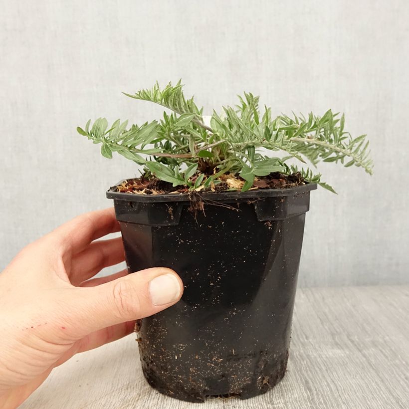 Spécimen de Centaurea atropurpurea - Centaurée pourpre Pot de 2L/3L tel que livré au printemps