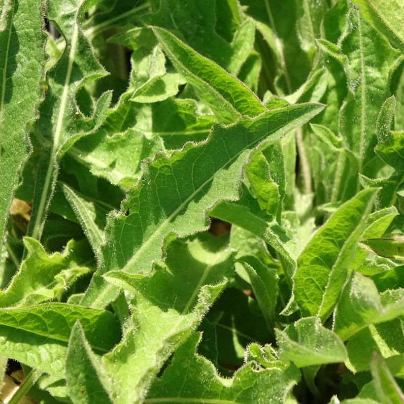 Centaurea jacea - Centaurée jacée (Feuillage)