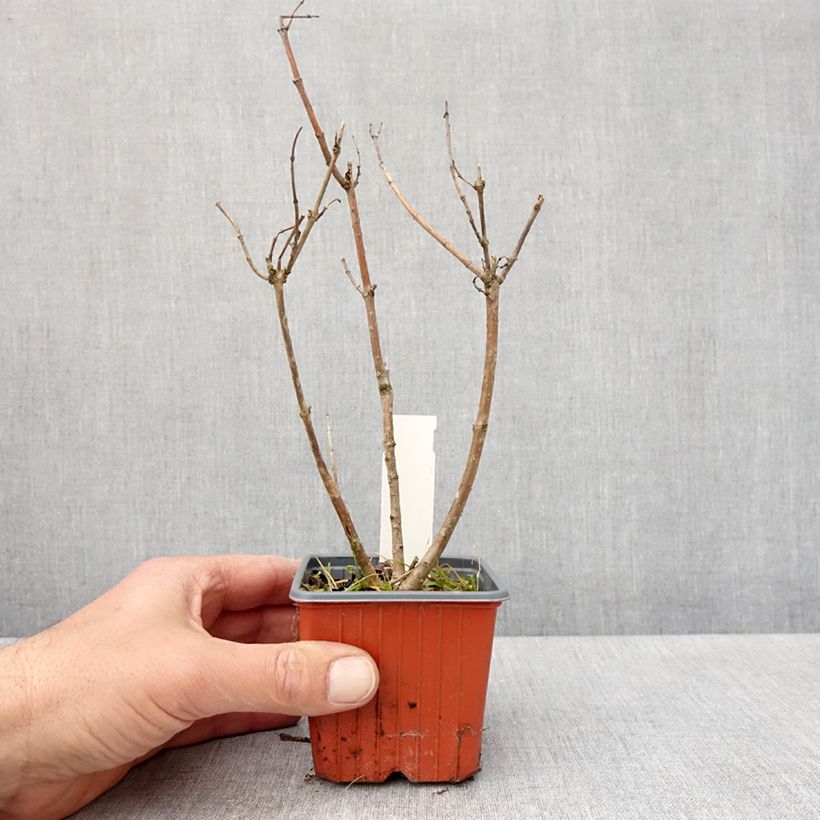 Spécimen de Cephalanthus occidentalis Moonlight Fantasy Godet de 8/9 cm tel que livré au printemps