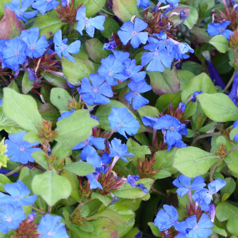 Ceratostigma plumbaginoides - Dentelaire (Flowering)