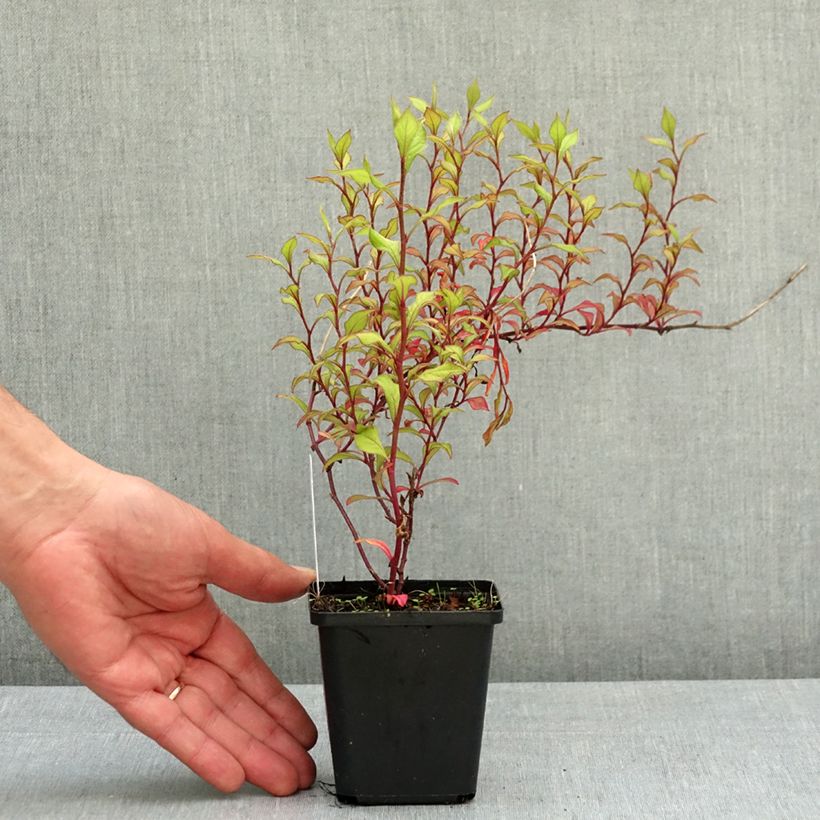 Spécimen de Ceratostigma willmottianum - Dentelaire Godet de 8/9 cm tel que livré au printemps