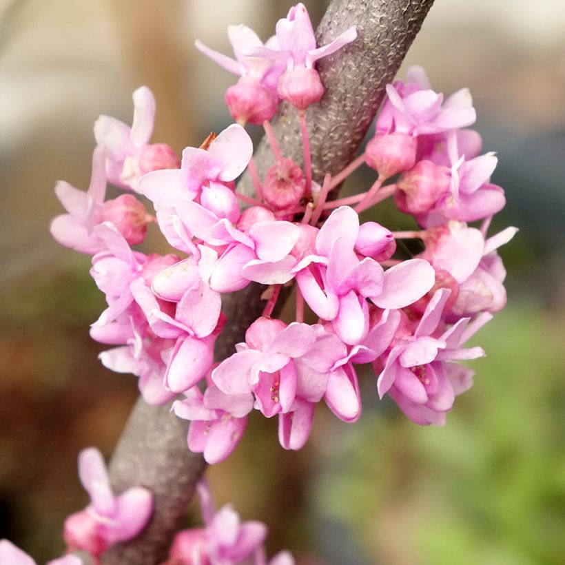 Cercis canadensis Alley Cat - Gainier du Canada  (Floraison)