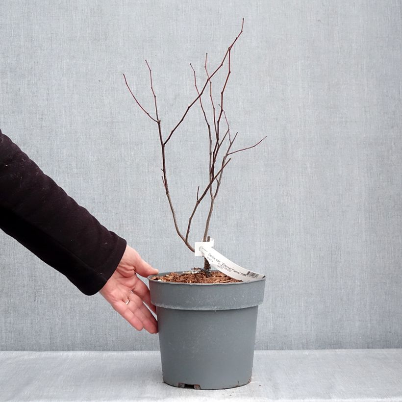 Example of Cercis canadensis Eternal Flame - Gainier du Canada Pot de 4L/5L as you get in hiver