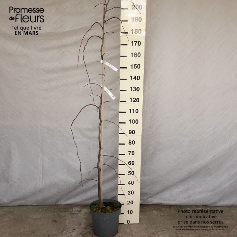 Spécimen de Cercis canadensis Golden Falls - Gainier du Canada Pot de 4L/5L, Baliveau tel que livré au printemps