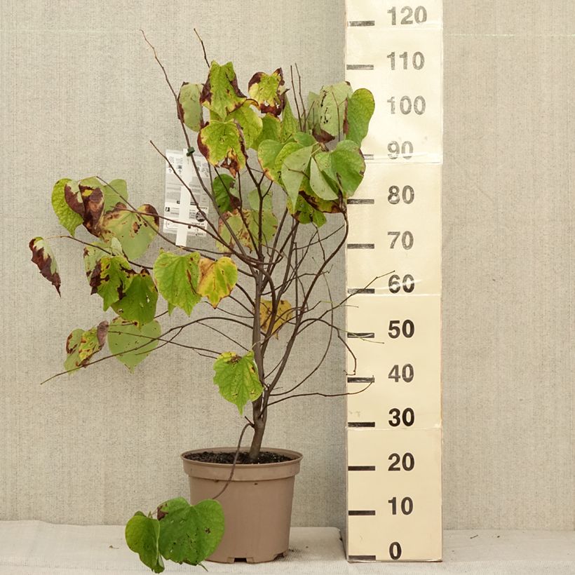 Spécimen de Cercis canadensis Hearts of Gold - Arbre de Judée doré Pot de 7,5L/10L tel que livré en automne