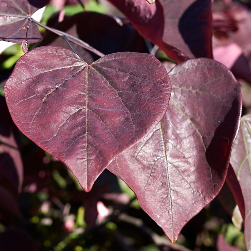 Gainier du Canada - Cercis canadensis Red Force (Foliage)