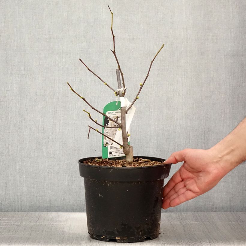 Spécimen de Cercis canadensis Texas White - Gainier du Canada Pot de 4L/5L tel que livré au printemps