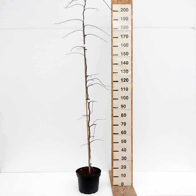 Spécimen de Cercis canadensis Traveller - Arbre de Judée Pot de 7,5L/10L tel que livré en hiver