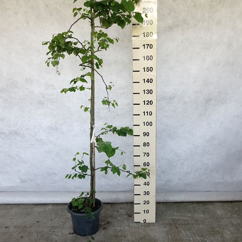 Spécimen de Cercis canadensis Vanilla Twist - Gainier du Canada pleureur blanc Pot de 4L/5L, Baliveau tel que livré en été
