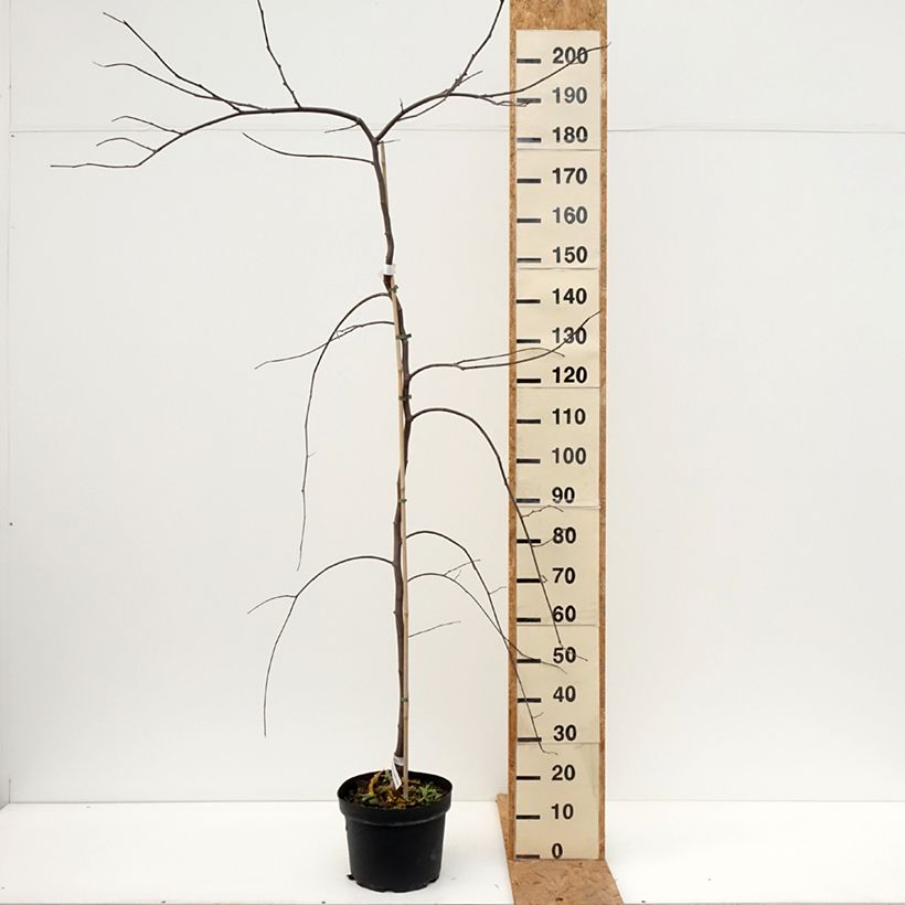 Spécimen de Cercis canadensis Vanilla Twist - Gainier du Canada pleureur blanc Pot de 7,5L/10L, Demi-Tige tel que livré en automne