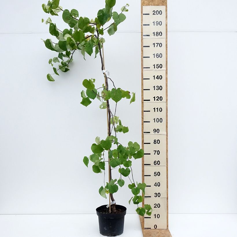Spécimen de Cercis canadensis Vanilla Twist - Gainier du Canada pleureur blanc Pot de 7,5L/10L, Demi-Tige tel que livré en été