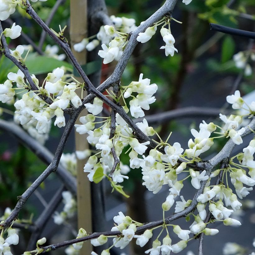 Cercis canadensis Vanilla Twist - Gainier du Canada pleureur blanc (Floraison)
