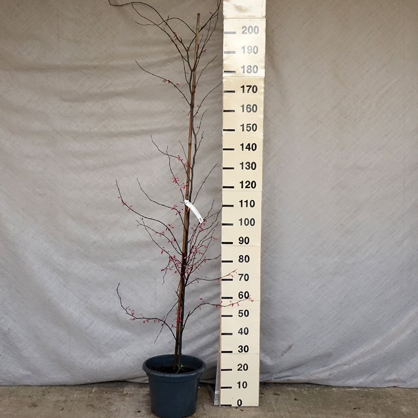 Spécimen de Cercis Carolina Sweetheart - Gainier du Canada panaché Pot de 6L/7L tel que livré au printemps