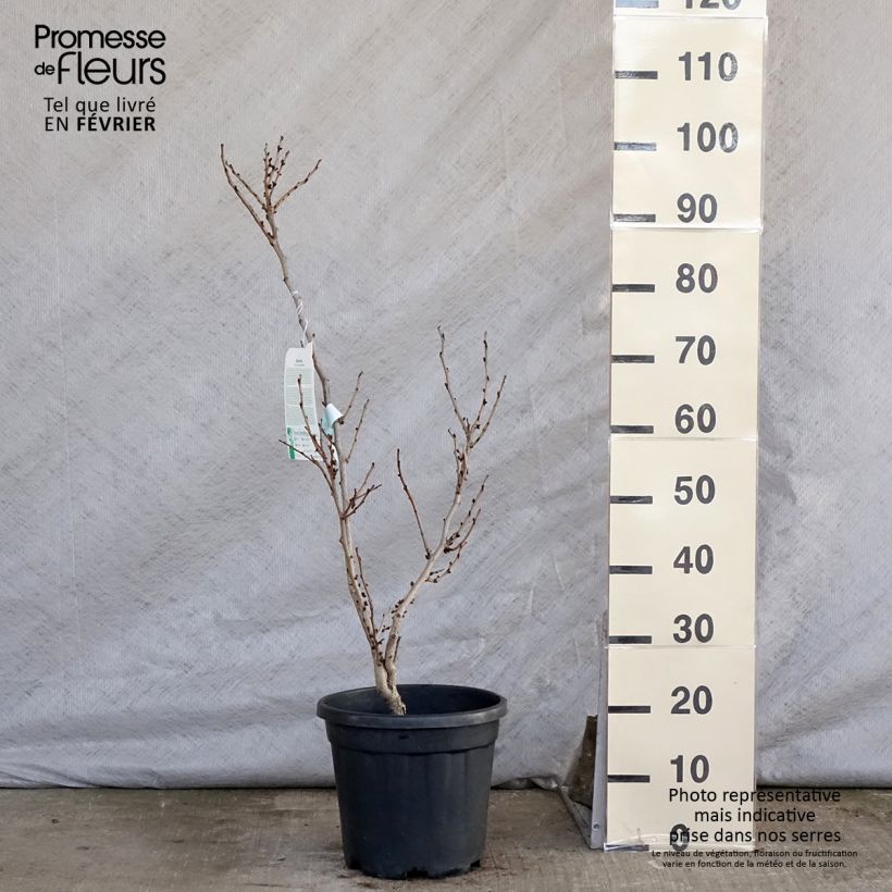 Spécimen de Cercis chinensis Avondale - Arbre de Judée Pot de 7,5L/10L tel que livré en hiver