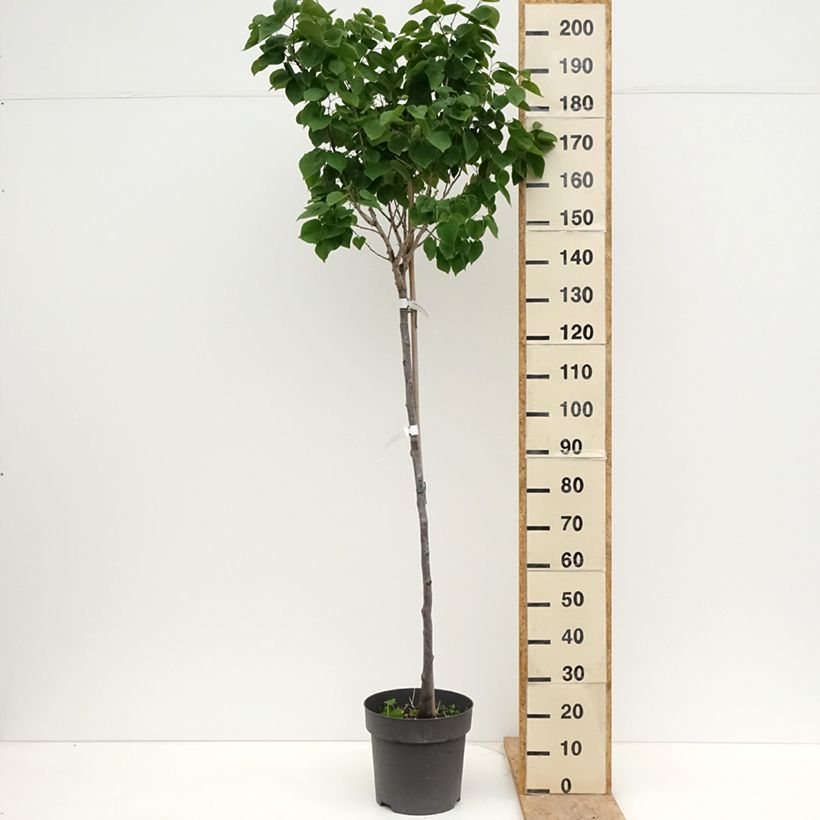 Spécimen de Cercis chinensis Don Egolf - Gainier de Chine compact Pot de 12L/15L, Tige, Tige de 120 cm tel que livré au printemps