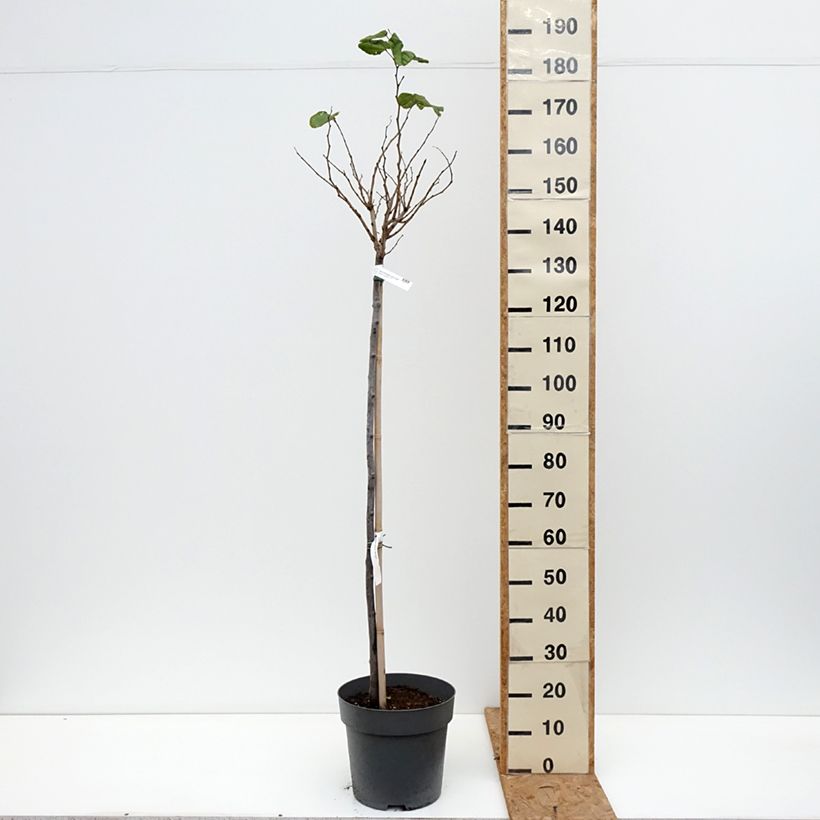 Spécimen de Cercis chinensis Don Egolf - Gainier de Chine compact Pot de 12L/15L, Tige, Tige de 120 cm tel que livré en automne