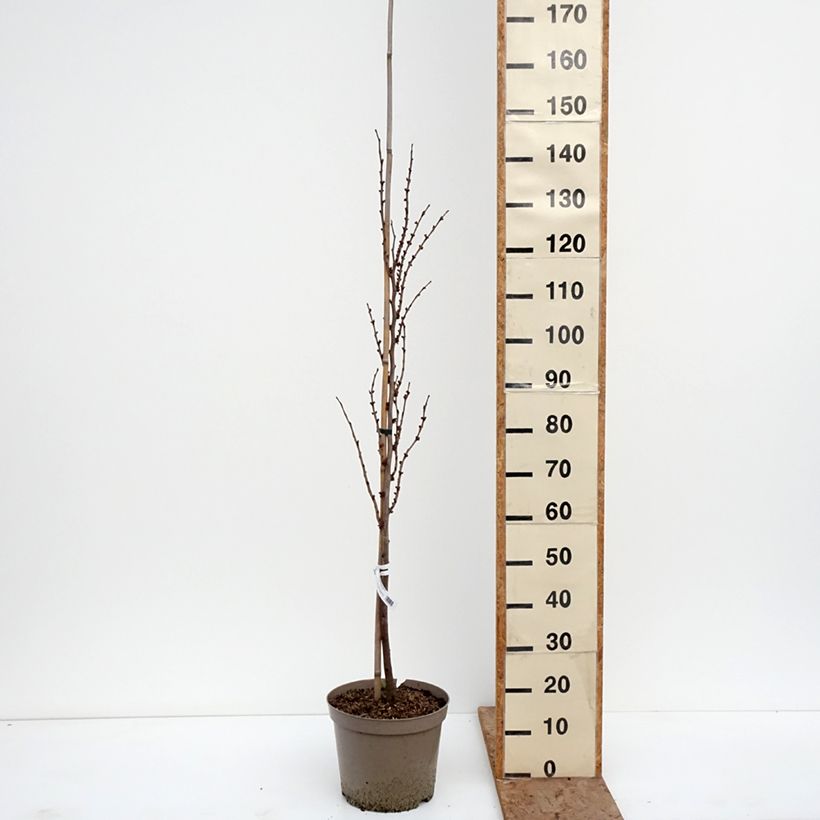 Spécimen de Cercis chinensis Kay's Early Hope - Gainier de Chine Pot de 6L/7L, Baliveau tel que livré en hiver