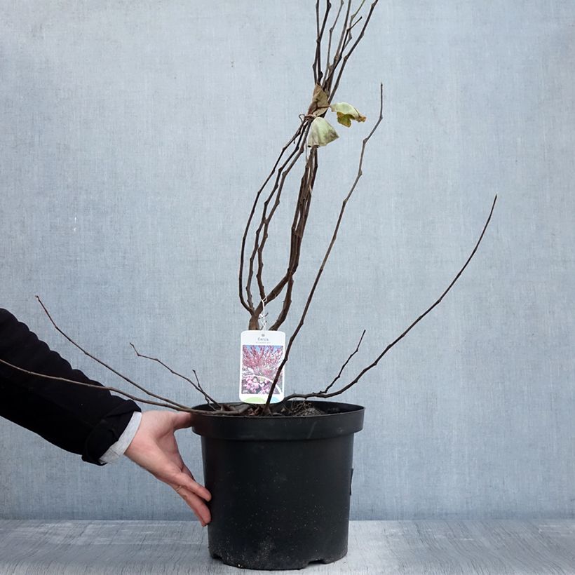 Spécimen de Cercis siliquastrum - Arbre de Judée Pot de 20L/25L tel que livré en automne