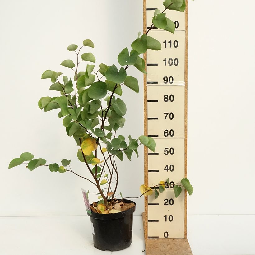 Spécimen de Cercis siliquastrum - Arbre de Judée Pot de 20L/25L tel que livré en été